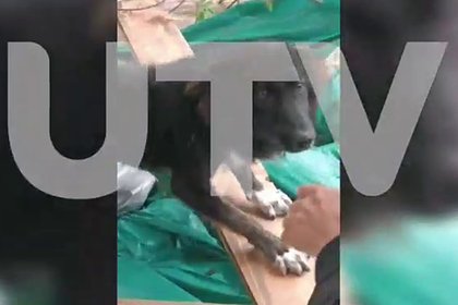 В Башкирии спасли брошенного посреди затопленного села пса В Башкирии спасли брошенного посреди затопленного села пса