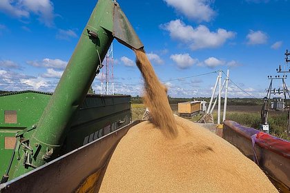 Россия нарастила урожай продовольственной пшеницы Россия нарастила урожай продовольственной пшеницы