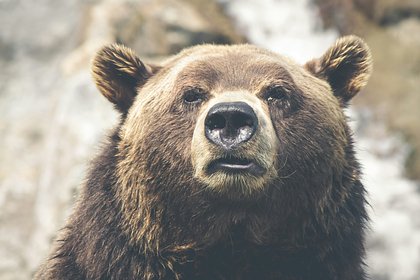 Напавшую на мужчину медведицу уличили в расправе над профессором вуза Напавшую на мужчину медведицу уличили в расправе над профессором вуза