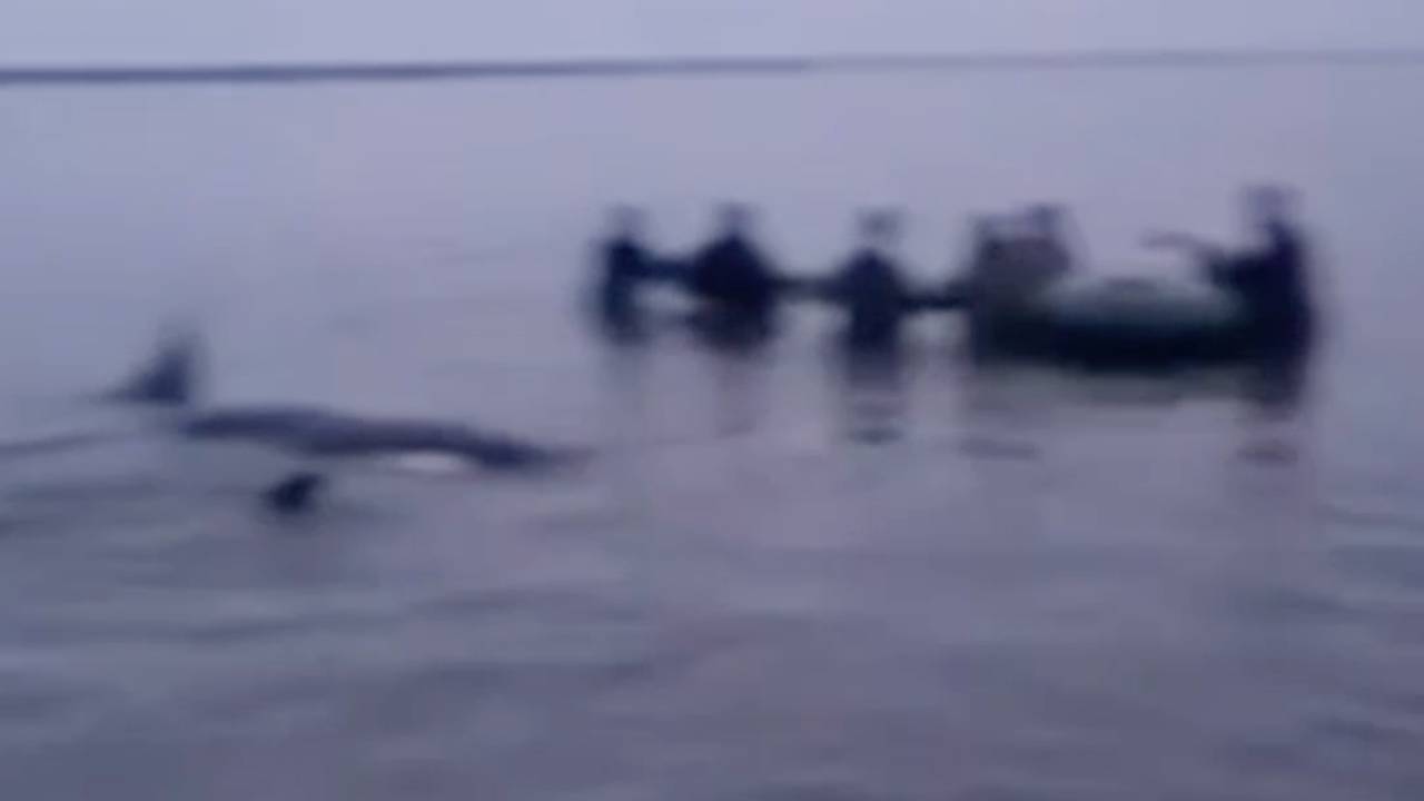 Оказавшиеся в ловушке косатки спаслись благодаря россиянам Оказавшиеся в ловушке косатки спаслись благодаря россиянам