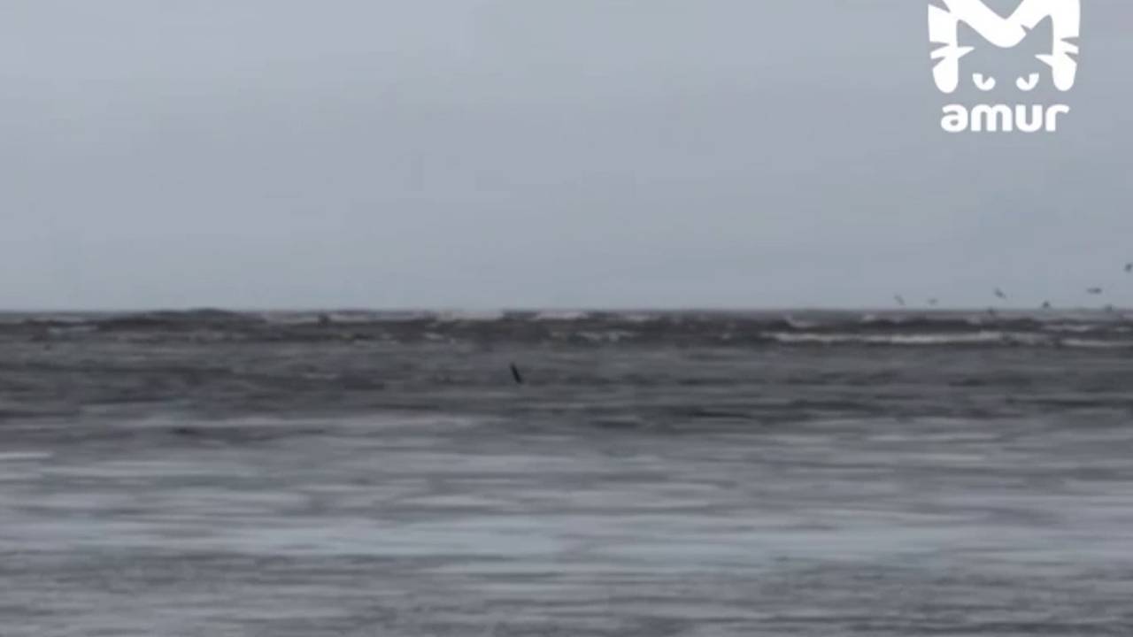 Застрявшие на мелководье касатки смогли выйти в море и попали на видео Застрявшие на мелководье касатки смогли выйти в море и попали на видео