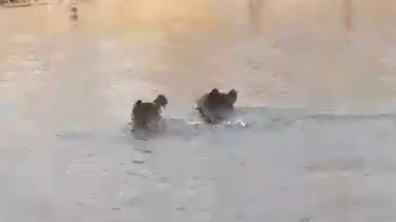 Встреча российских рыбаков и семейства медведей попала на видео Встреча российских рыбаков и семейства медведей попала на видео