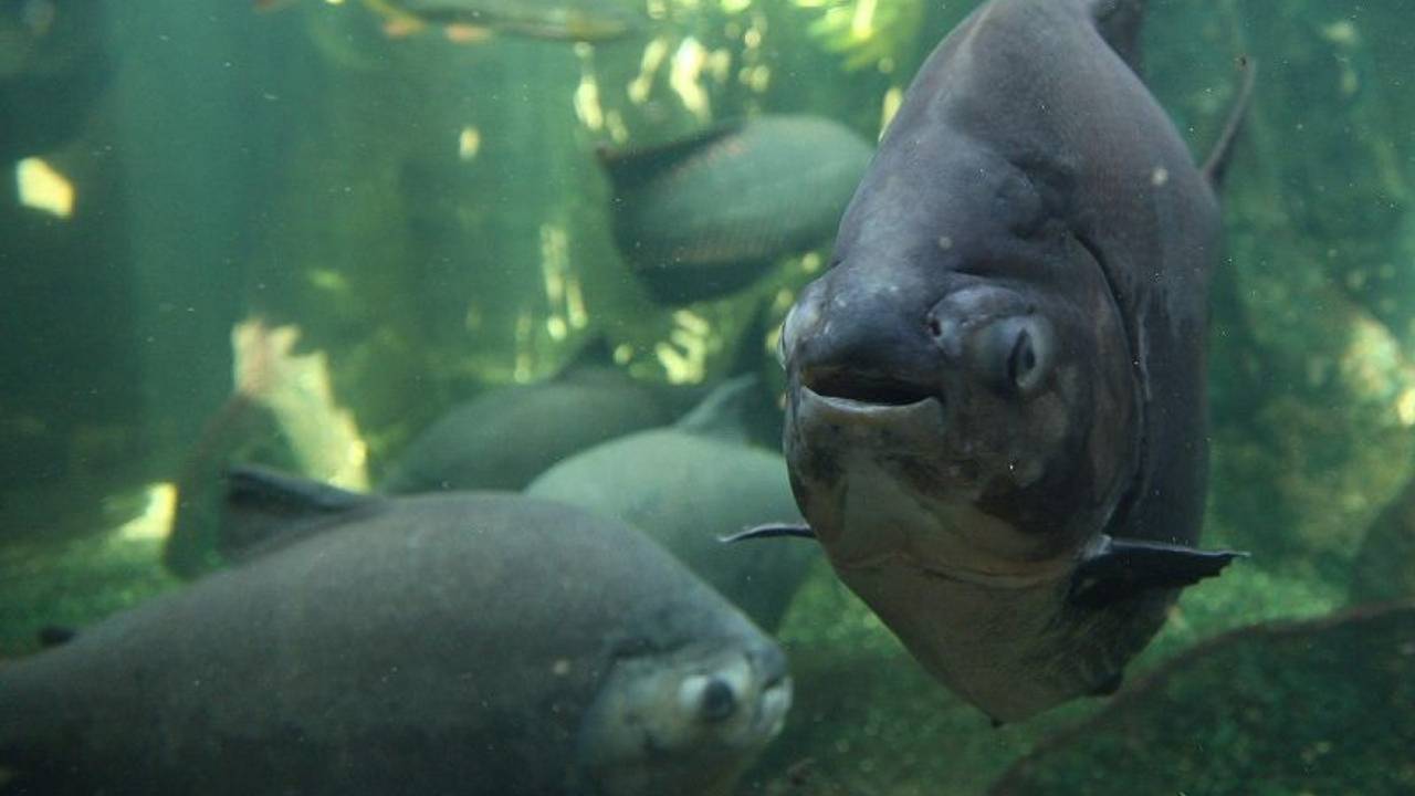Мужчина поймал редчайшую рыбу с «человеческими зубами» Мужчина поймал редчайшую рыбу с «человеческими зубами»