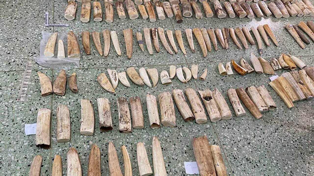 Российские таможенники нашли набитые бивнями моржей и зубами кашалотов чемоданы Российские таможенники нашли набитые бивнями моржей и зубами кашалотов чемоданы