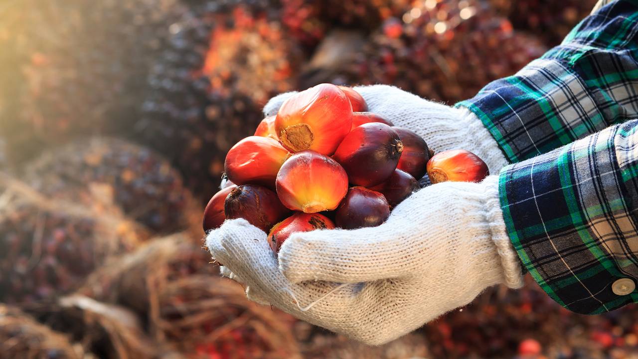 Самое популярное в мире растительное масло подешевело Самое популярное в мире растительное масло подешевело