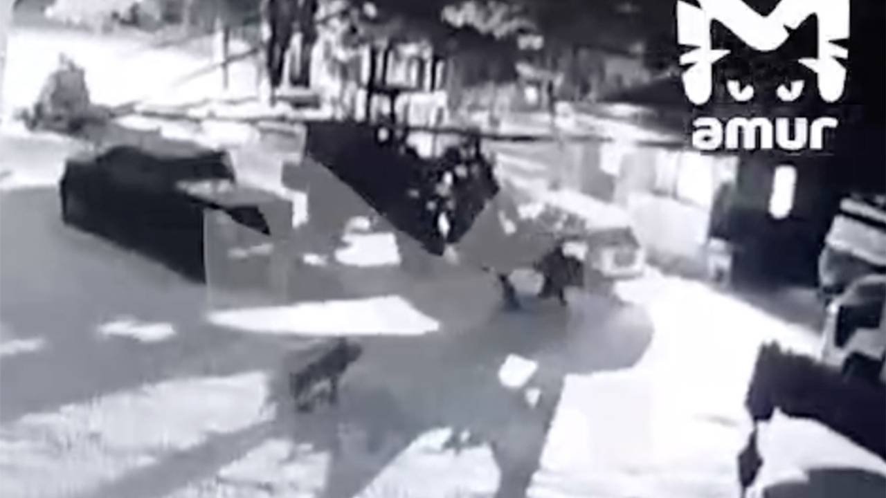 В российском городе заметили гуляющего по улицам тигра и сняли на видео В российском городе заметили гуляющего по улицам тигра и сняли на видео
