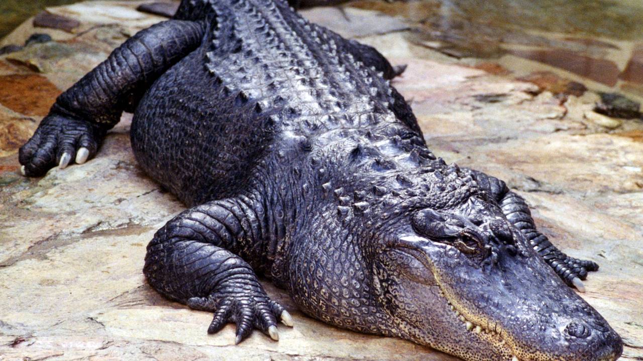 Аллигатор пробрался на кухню в жилой дом и ушел без зубов Аллигатор пробрался на кухню в жилой дом и ушел без зубов