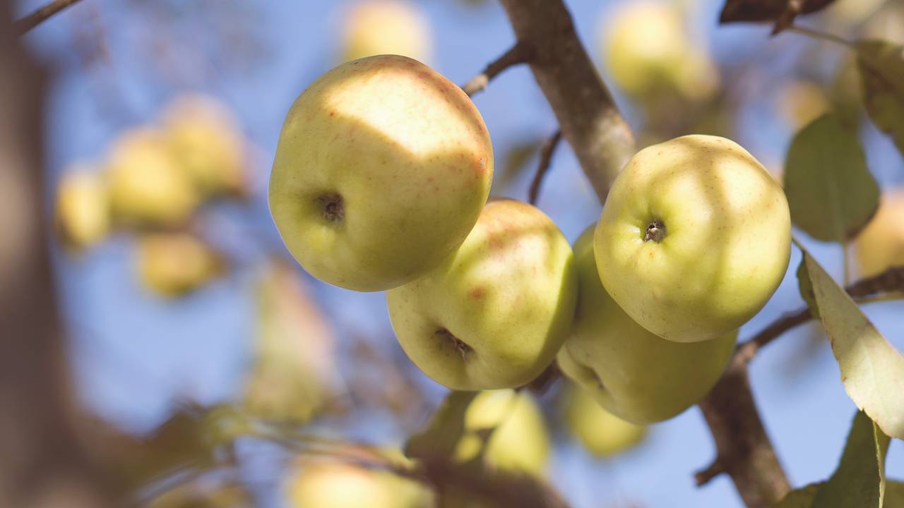 Людей с аллергией на пыльцу призвали исключить из рациона некоторые продукты Людей с аллергией на пыльцу призвали исключить из рациона некоторые продукты
