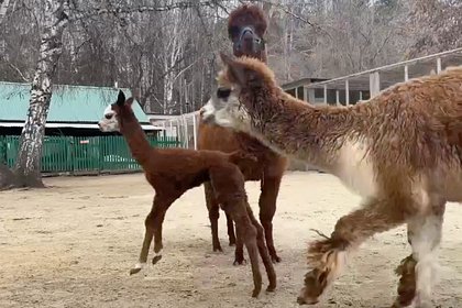 Детеныш альпака Карамелька стала учиться гулять в зоопарке российского города Детеныш альпака Карамелька стала учиться гулять в зоопарке российского города