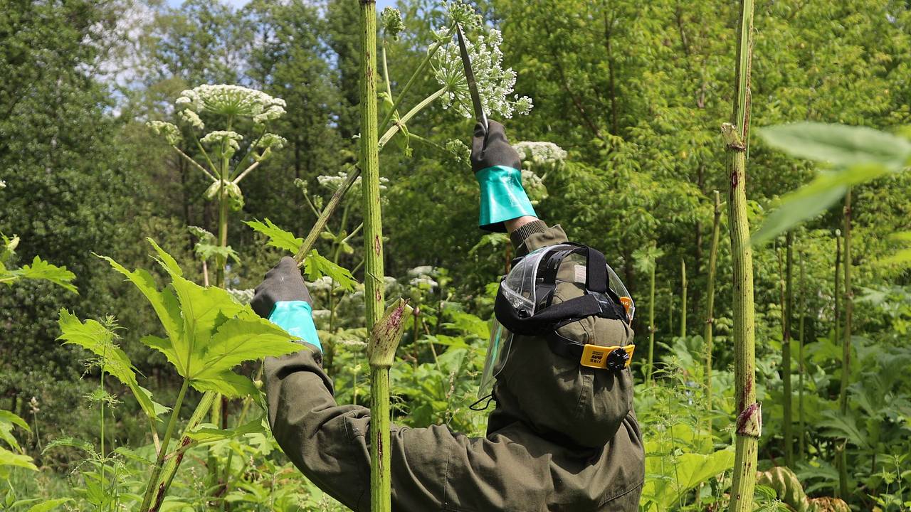 Биолог высказался о способах и сроках борьбы с борщевиком Биолог высказался о способах и сроках борьбы с борщевиком