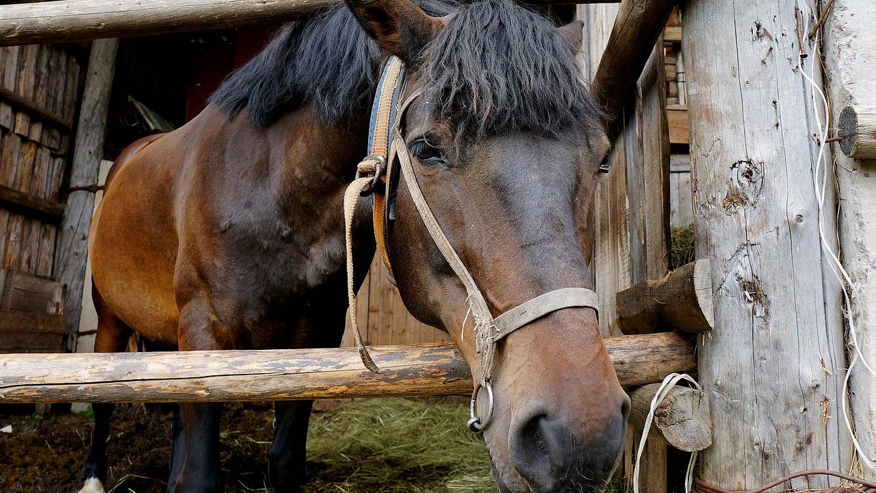 Россиянин получил грант на развитие коневодческой фермы и стал фигурантом уголовного дела Россиянин получил грант на развитие коневодческой фермы и стал фигурантом уголовного дела