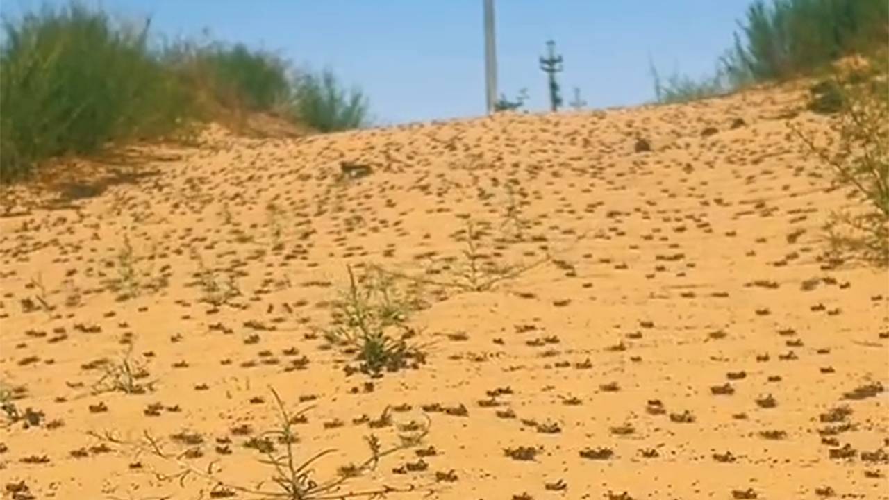Массовое нашествие саранчи в Казахстане сняли на видео Массовое нашествие саранчи в Казахстане сняли на видео