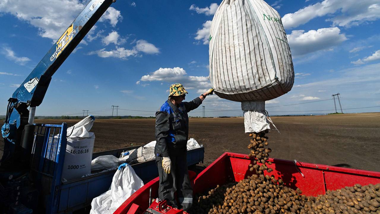 Российские ученые увеличили урожай картофеля с помощью новой системы защиты Российские ученые увеличили урожай картофеля с помощью новой системы защиты