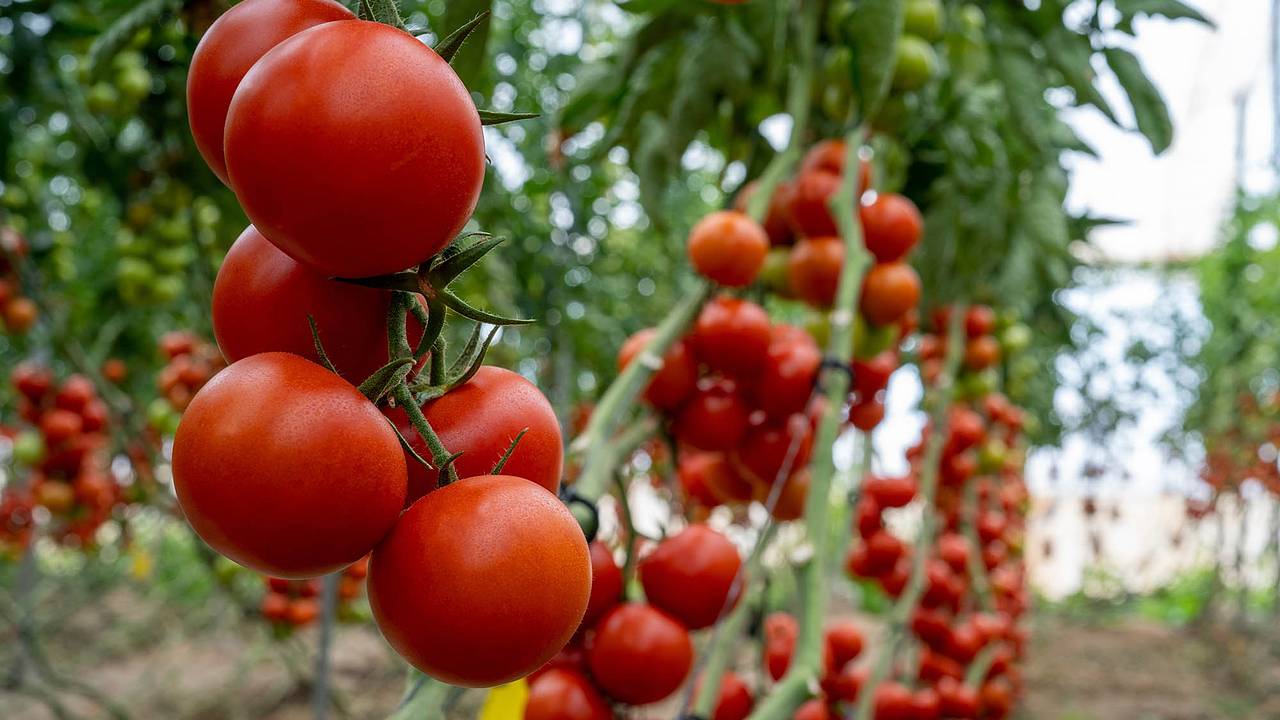 Дачникам рассказали о способах борьбы с частой проблемой томатов Дачникам рассказали о способах борьбы с частой проблемой томатов