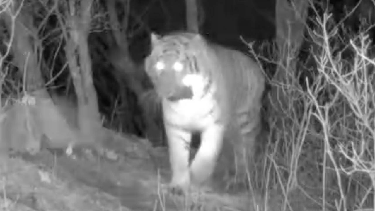 Кража фотоловушки самой большой кошкой на планете попала на видео Кража фотоловушки самой большой кошкой на планете попала на видео