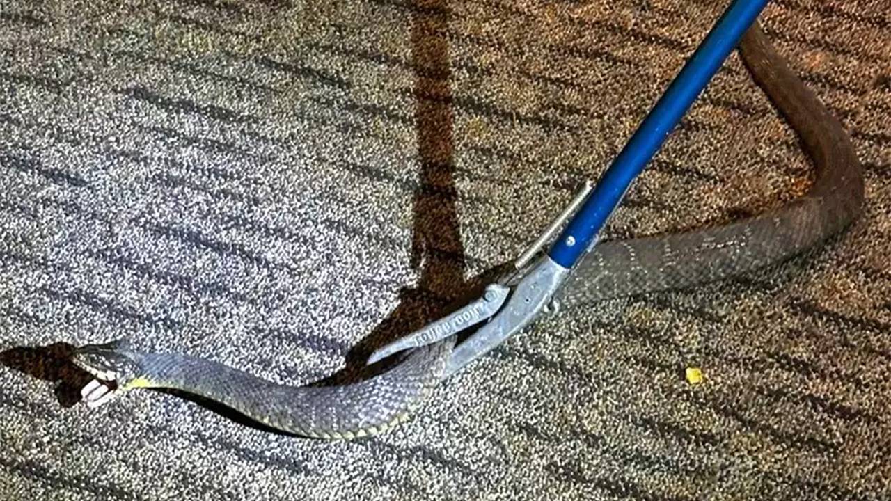 Полицейские поймали змею и спасли сон пожарных Полицейские поймали змею и спасли сон пожарных
