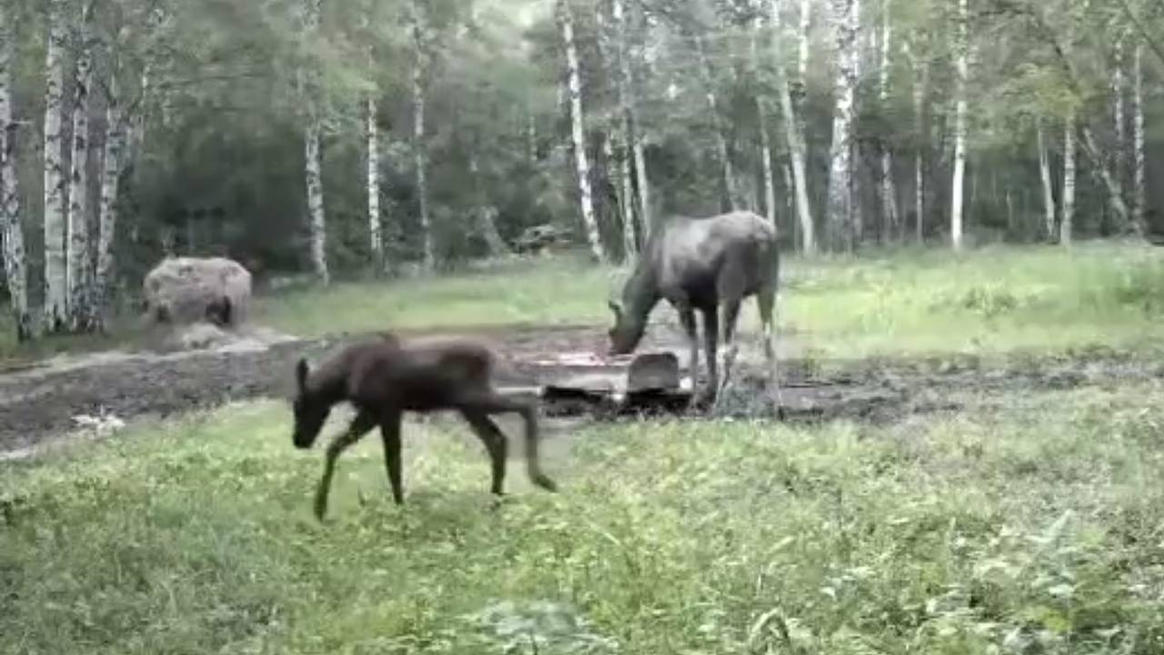 Фотоловушка российского заповедника запечатлела трапезу лосихи с детенышами Фотоловушка российского заповедника запечатлела трапезу лосихи с детенышами
