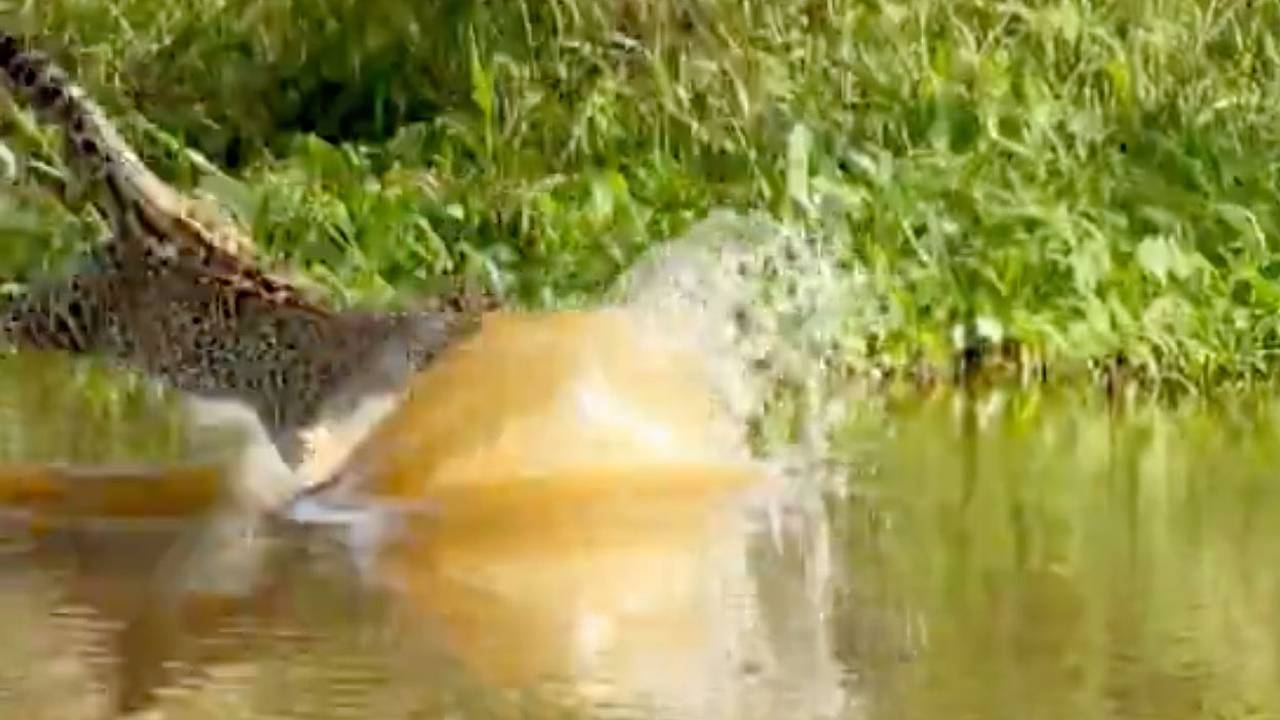 Схватка ягуара и аллигатора попала на видео Схватка ягуара и аллигатора попала на видео