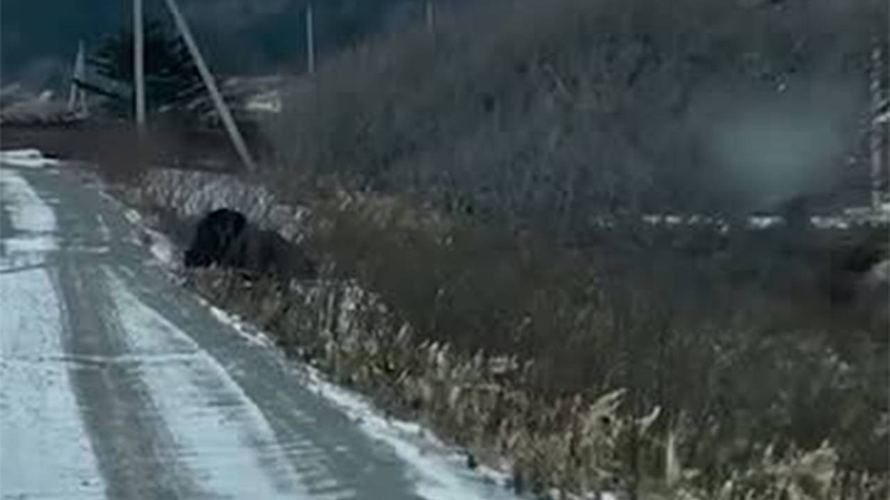 Медведь прогулялся по российскому острову и попал на видео