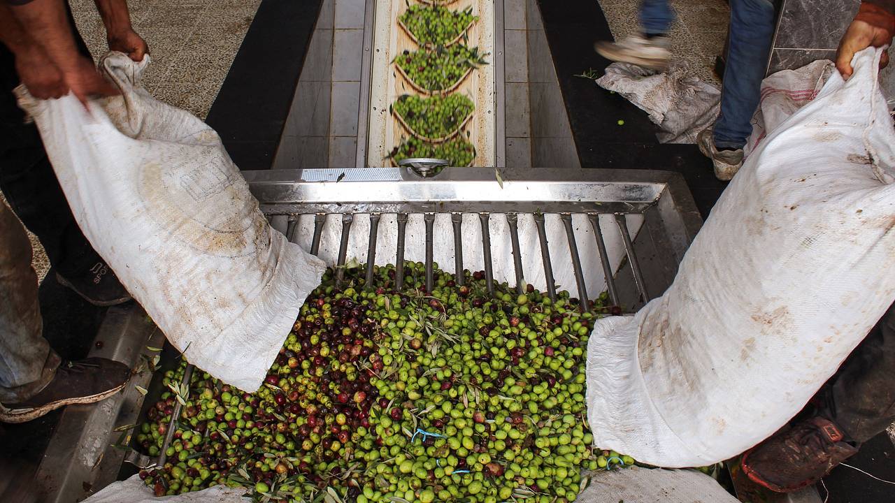 Мировому производству одного вида плодов предрекли спад