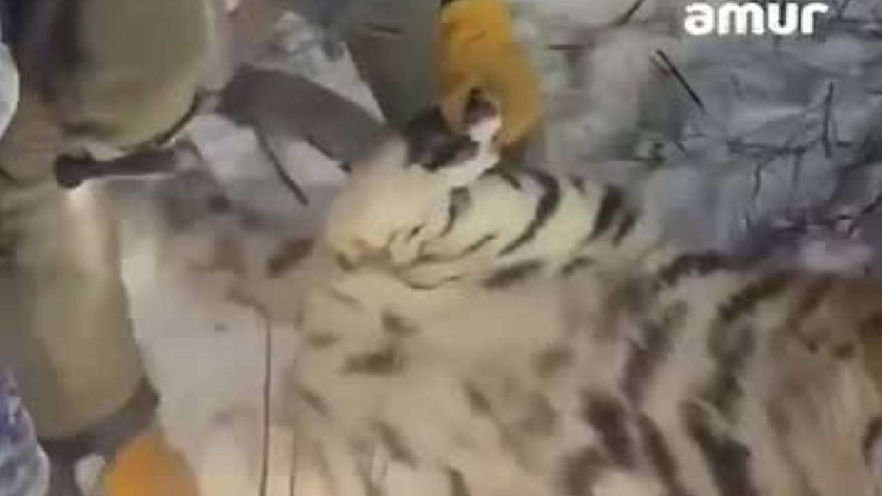 Съевшую собаку тигрицу в Хабаровском крае отловили и сняли на видео