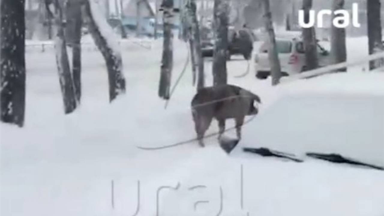 В российском городе поселились свиньи