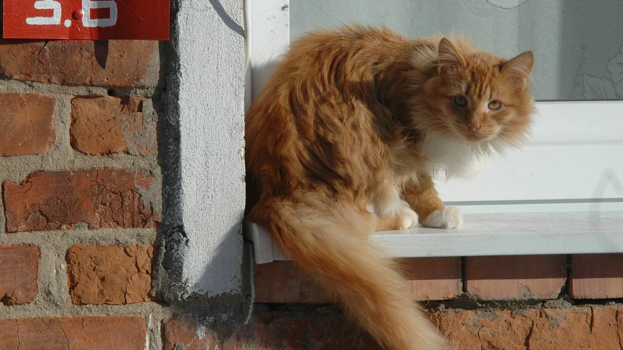 В Петербурге кот затаился в дымоходе и застрял почти на три недели