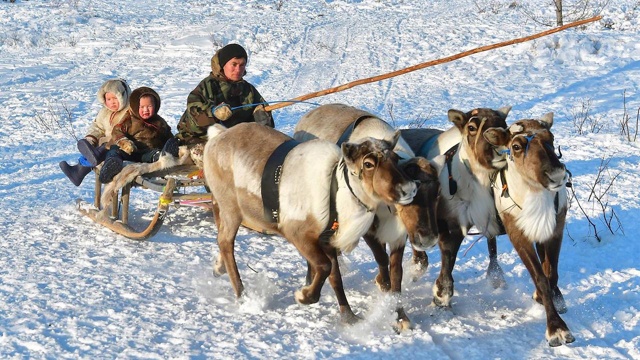 Россиянка раскрыла особенности жизни оленеводов в тундре при температуре минус 50