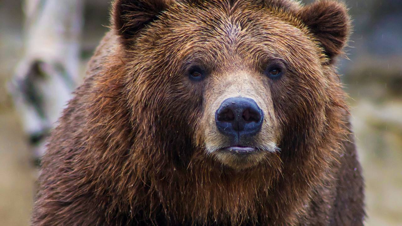 Сотрудник заповедника попался медведю во время переписи тигров