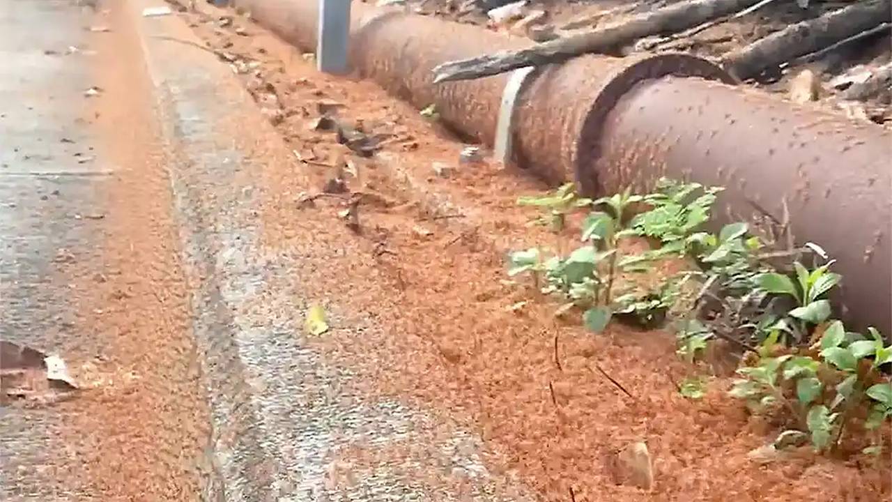 Миллионы крошечных крабов захватили остров
