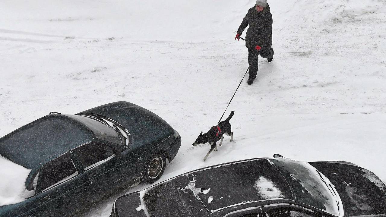 Владельцы собак в российском городе нашли разбросанный во дворах яд