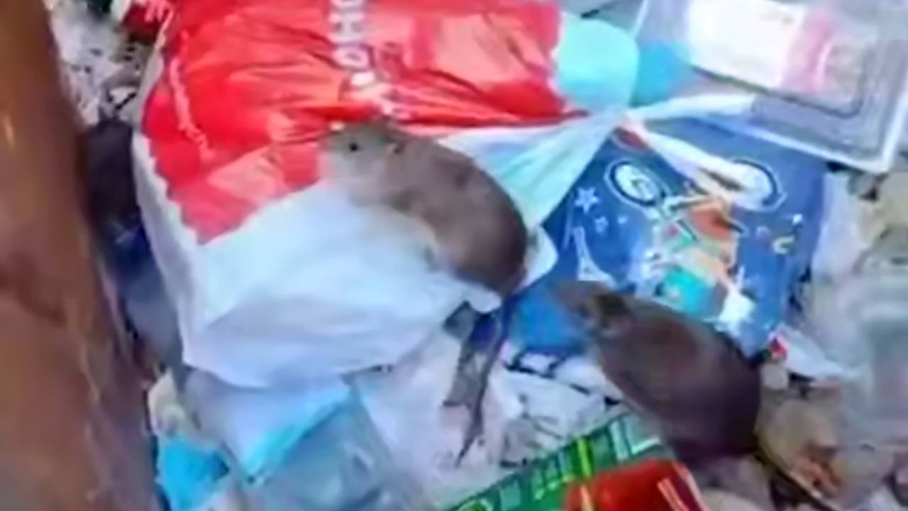 В российском городе пожаловались на выпрыгивающих из баков крыс