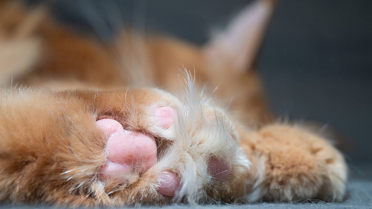 В московском дворе нашли множество мертвых кошек В московском дворе нашли множество мертвых кошек