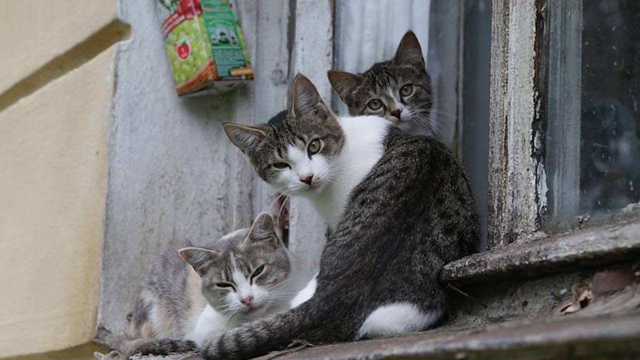 Москвичка завела кошек и попала в психбольницу Москвичка завела кошек и попала в психбольницу