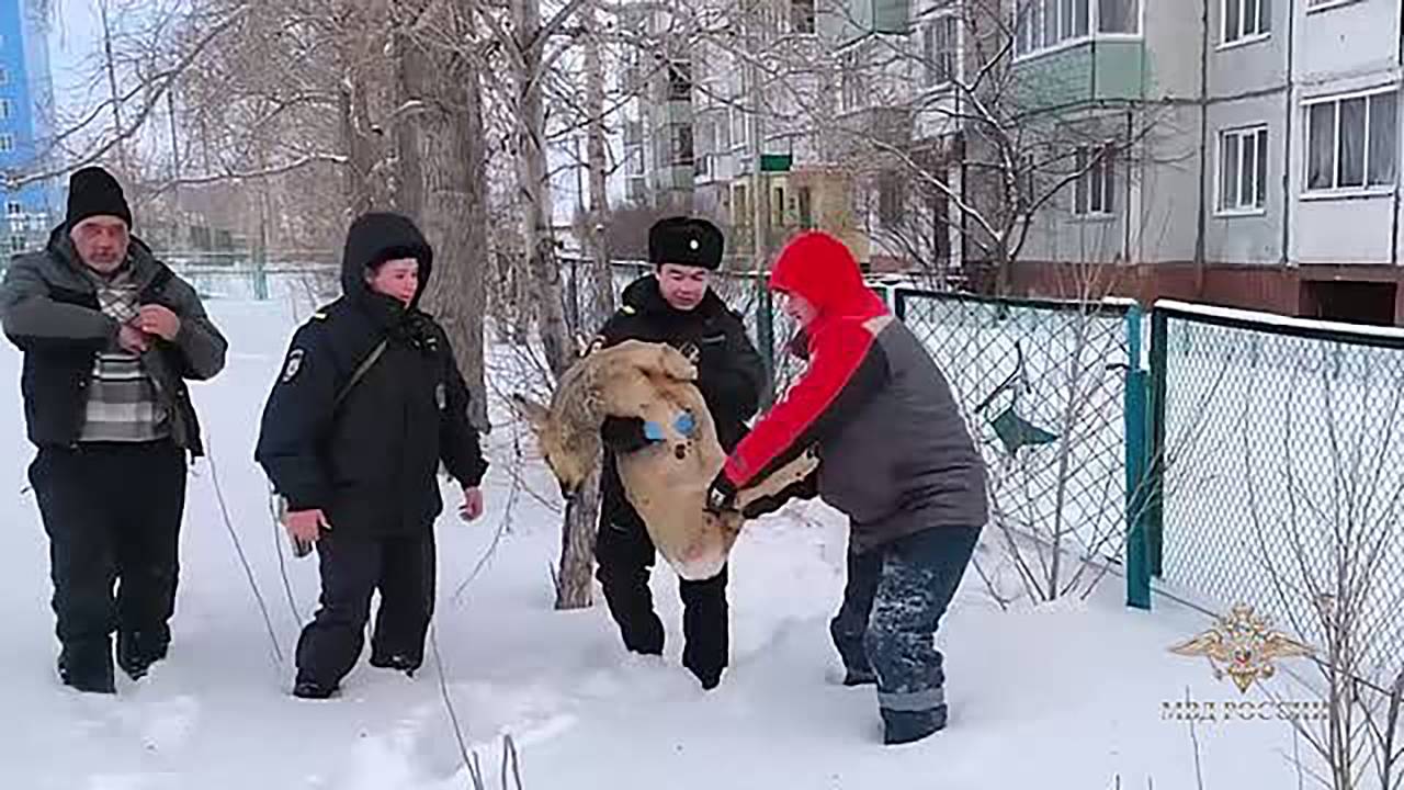 Обессилевшая косуля у российской школы попала на видео