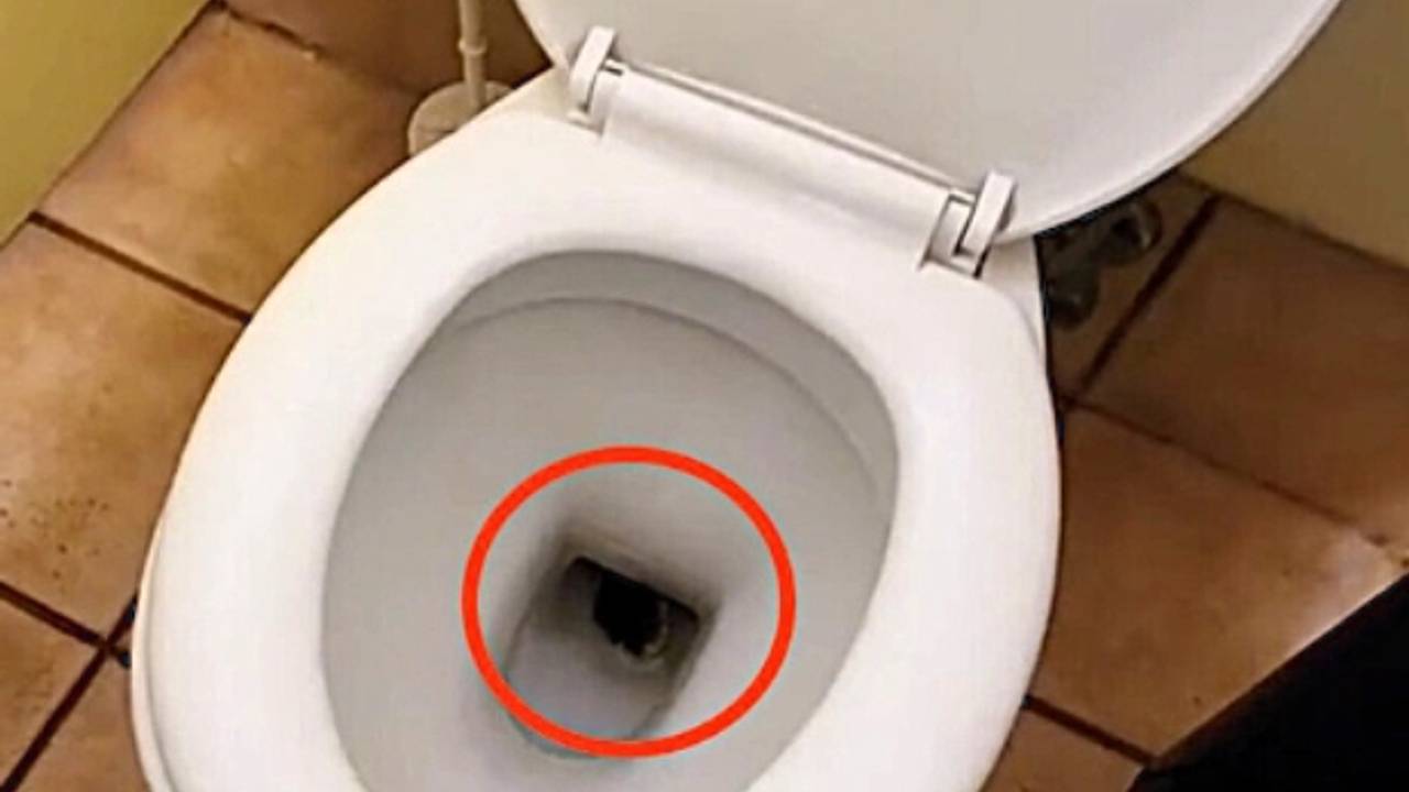 Крупная змея забралась в унитаз и попала на видео