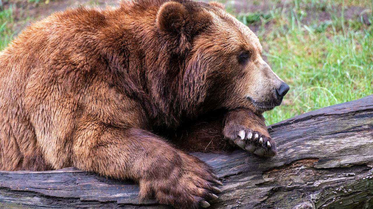 Мужчина расправился с набросившейся на его отца медведицей
