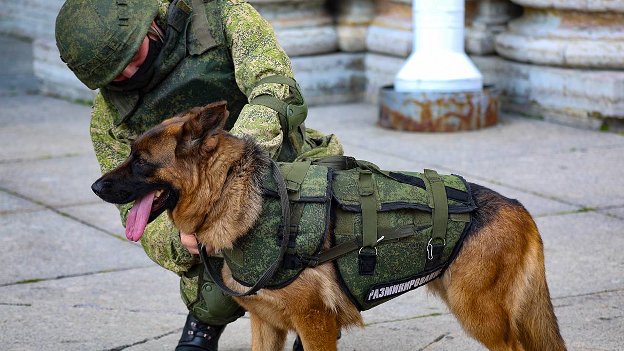 Российские собаки получили бронежилеты