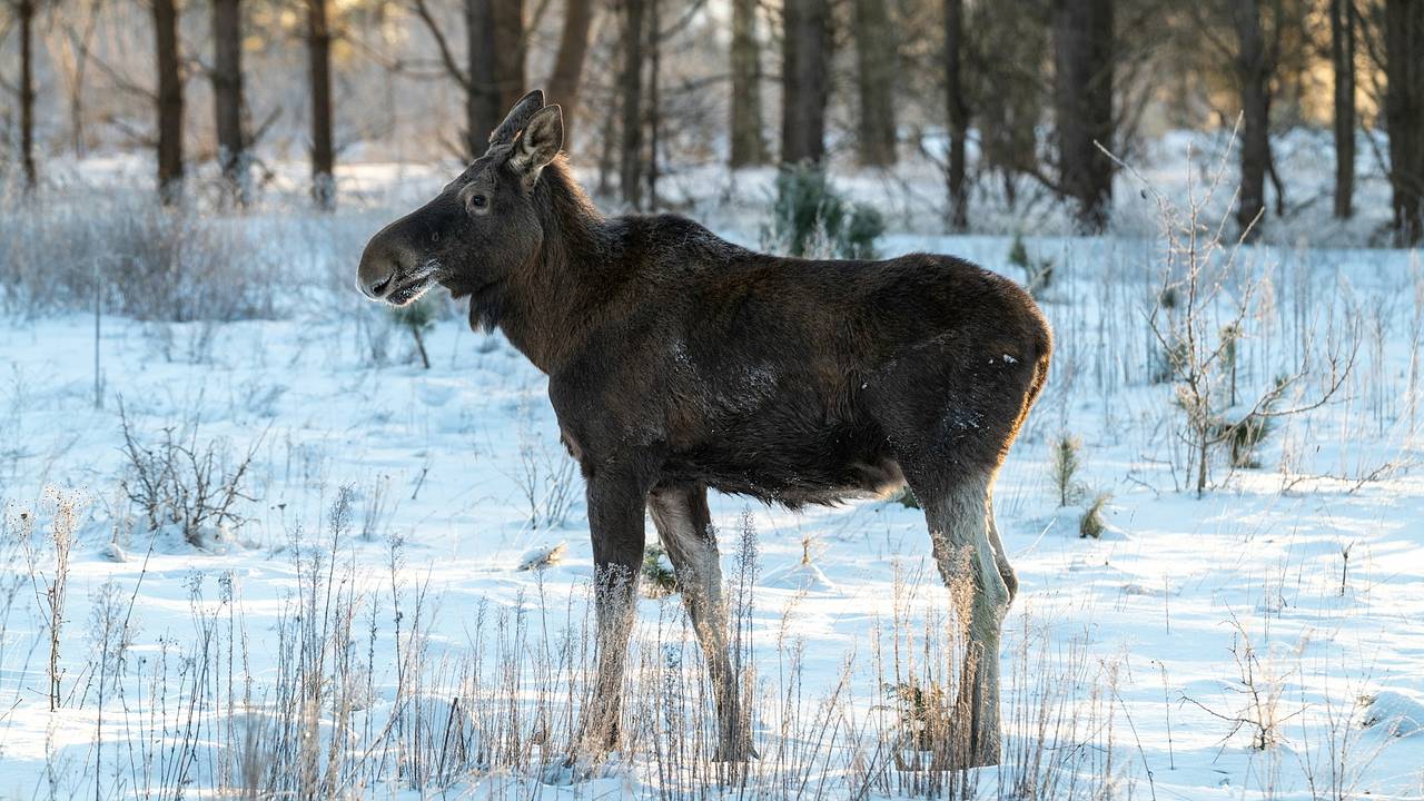 Нашествие лосей в Подмосковье объяснили