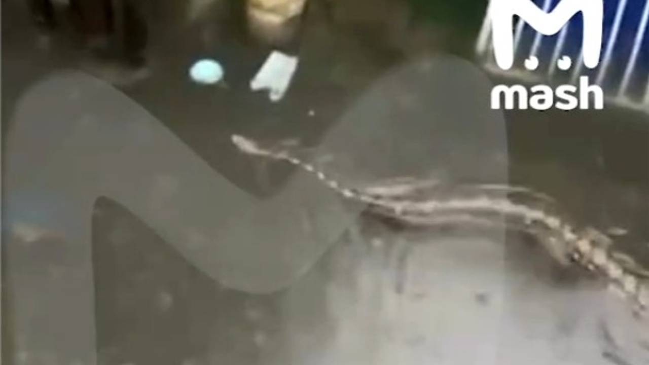 На популярном у россиян курорте питоны устроили заплыв по улицам