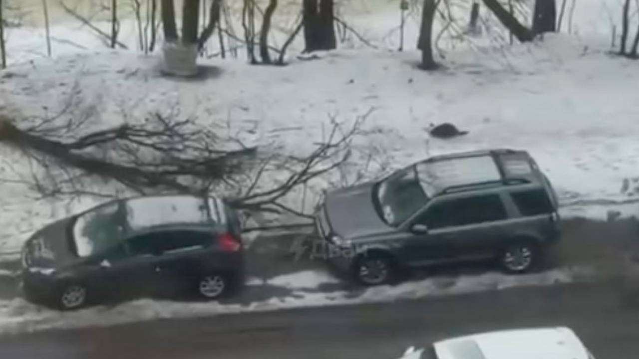 Бобер повалил дерево на машину россиянина