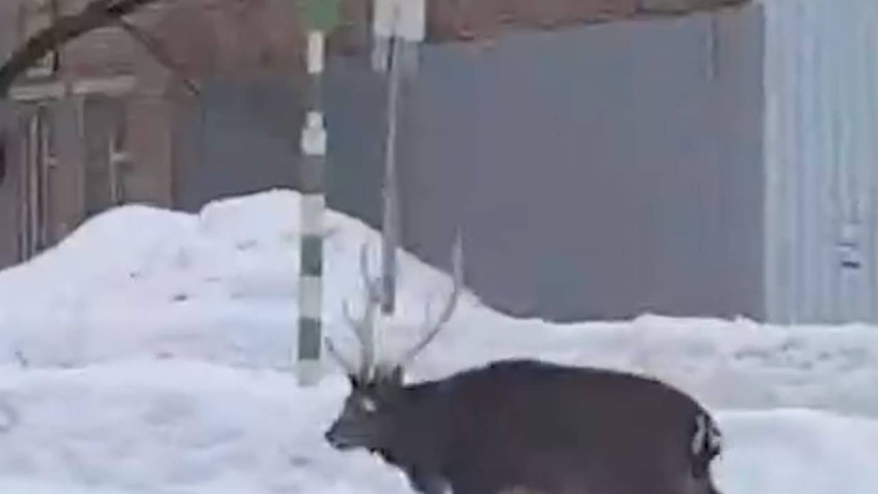 Олень побродил по улицам Подмосковья и попал на видео