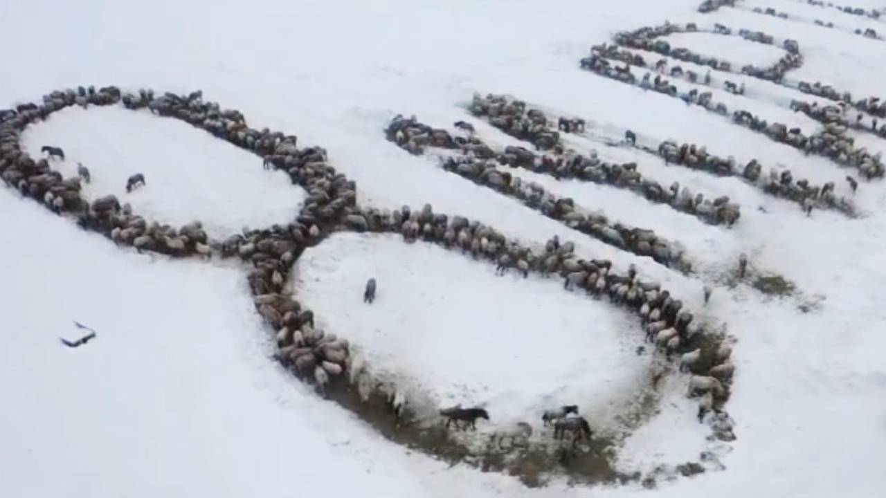 Российский фермер поздравил женщин необычным способом