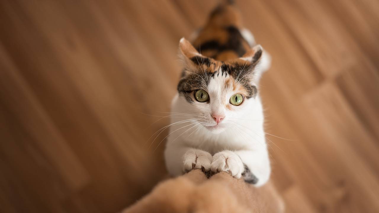 Мечтавшие создать приют для животных влюбленные случайно купили дом с ничейными кошками Мечтавшие создать приют для животных влюбленные случайно купили дом с ничейными кошками