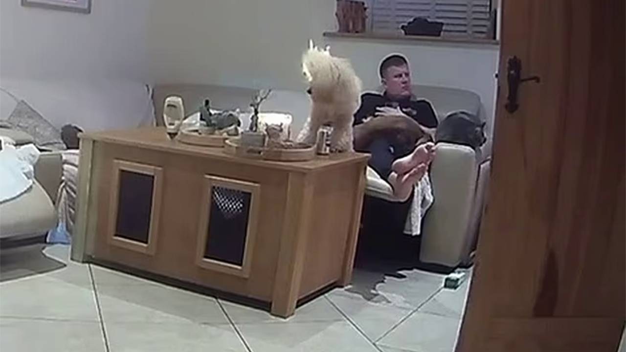 Пудель случайно поджег себя и попал на видео