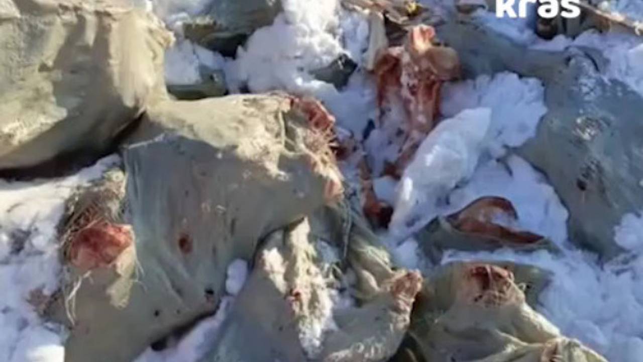 Полсотни коровьих туш выбросили в поле в российском регионе