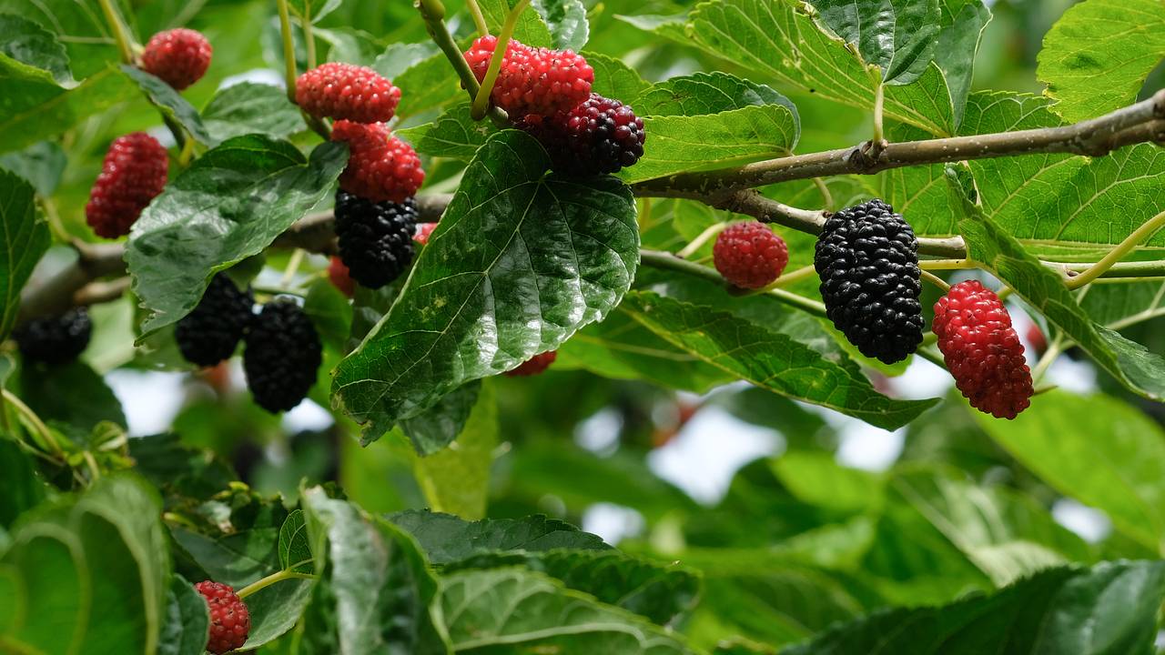 Листья привычного растения оказались помощниками в замедлении диабета