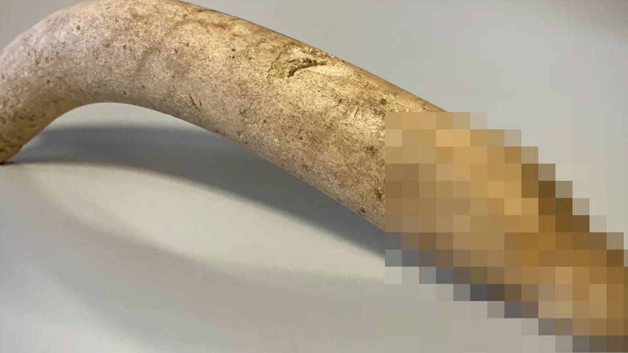Уникальный древнеримский пенис из кости нашли в старом ящике в музее