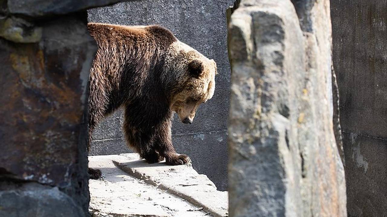 В российском регионе проведут «перепись» бурых медведей