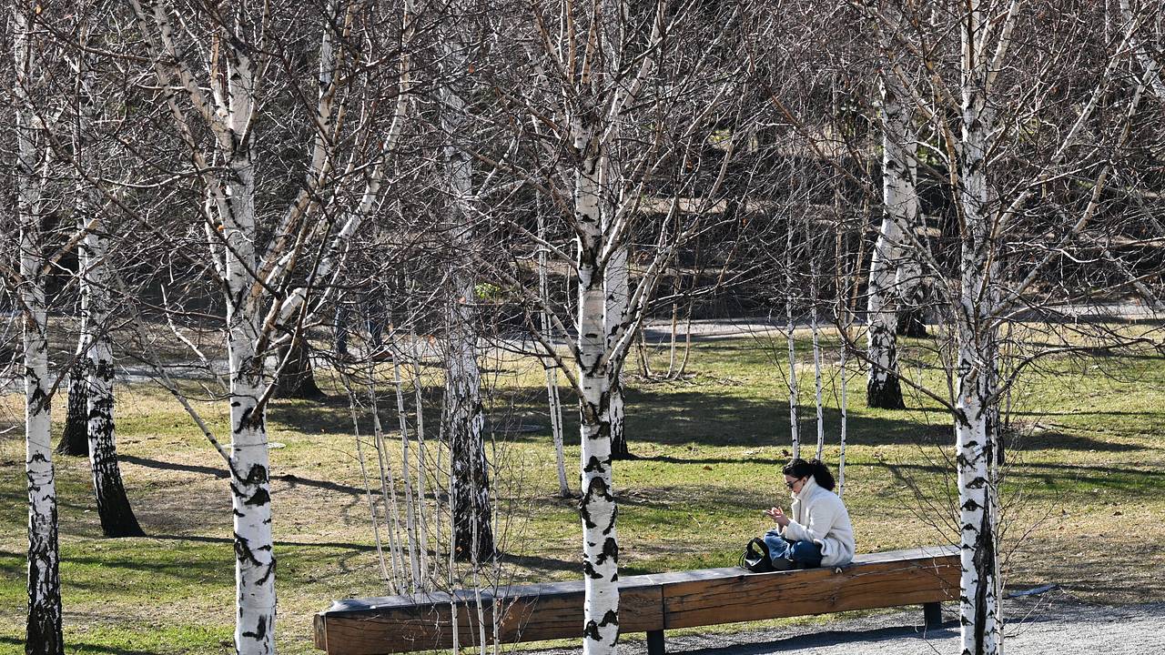 Россиянам рассказали об отличиях аллергии на пыльцу березы от простуды